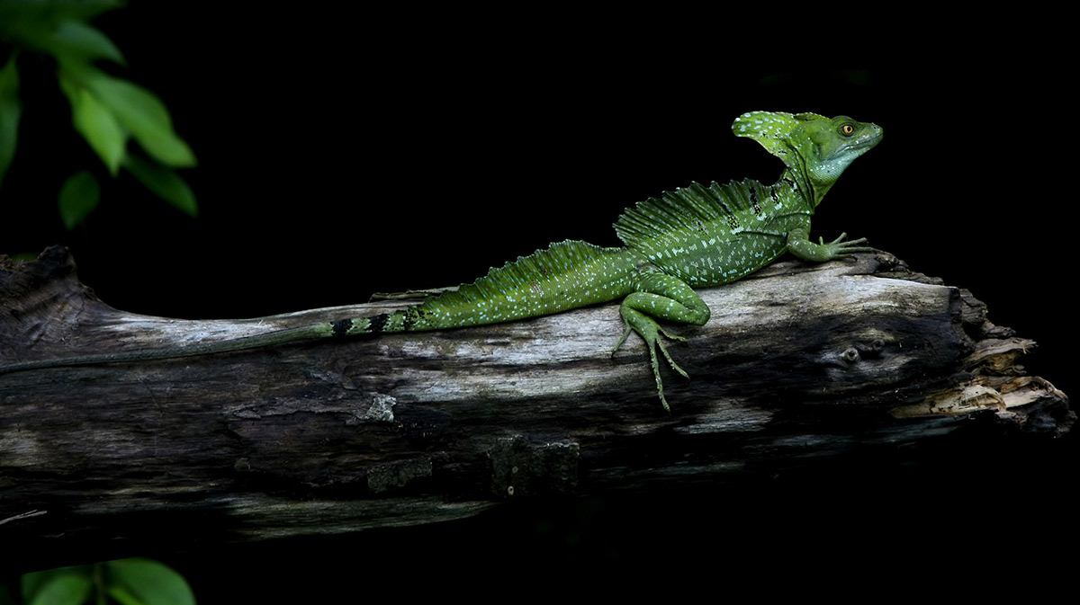 Basiliscus plumifrons